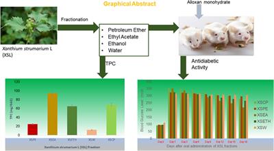 Fractionation of Xanthium strumarium L. foliage phenolics, in-vitro antioxidant activities, and in-vivo anti-diabetic potential